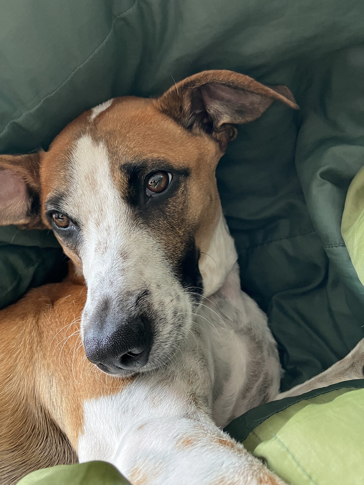 Speedy, an adoptable Whippet, Terrier in Manhattan, NY, 10009 | Photo Image 2