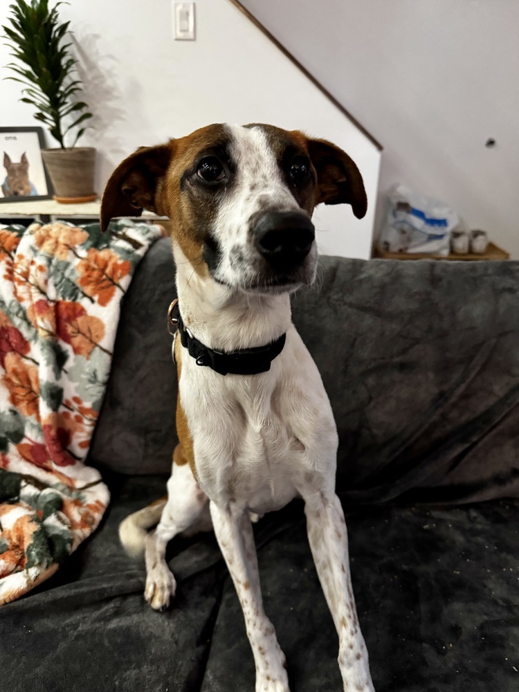 Speedwagon, an adoptable Whippet, Terrier in Manhattan, NY, 10009 | Photo Image 3