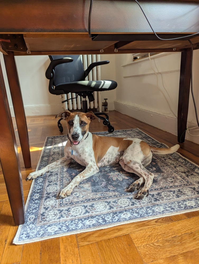 Speedy, an adoptable Whippet, Terrier in Manhattan, NY, 10009 | Photo Image 3