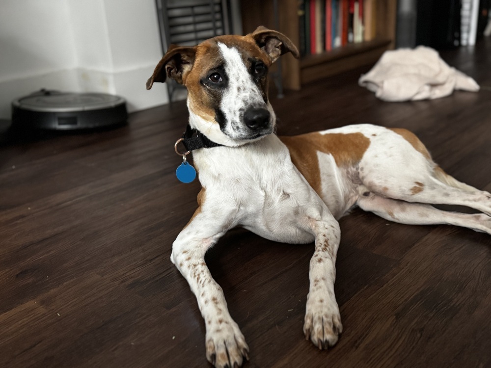 Speedwagon, an adoptable Whippet, Terrier in Manhattan, NY, 10009 | Photo Image 4