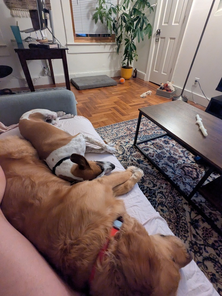 Speedy, an adoptable Whippet, Terrier in Manhattan, NY, 10009 | Photo Image 4