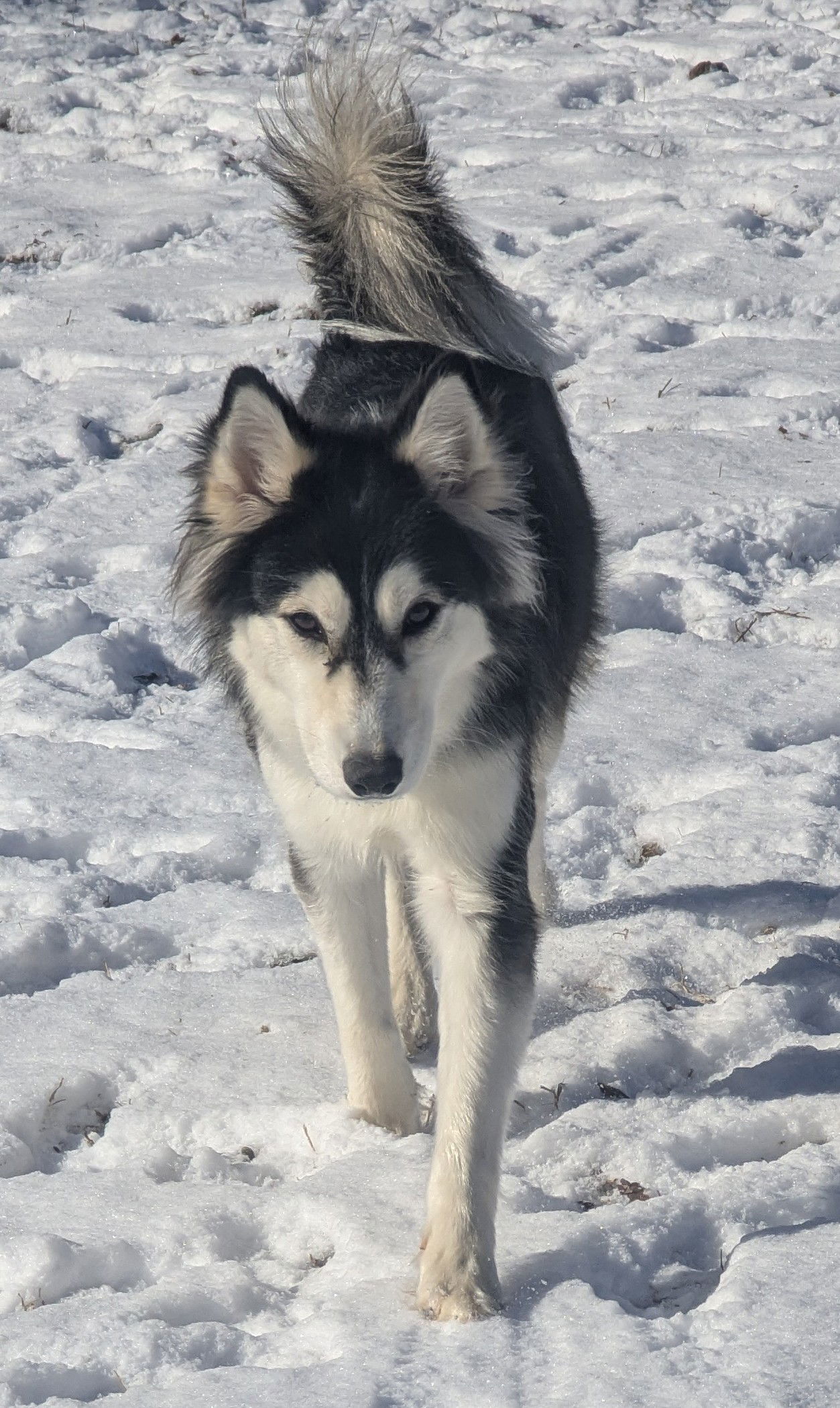 Dog for adoption - Panda - Pretty Pooch!, a Husky Mix in Oakhurst, NJ ...