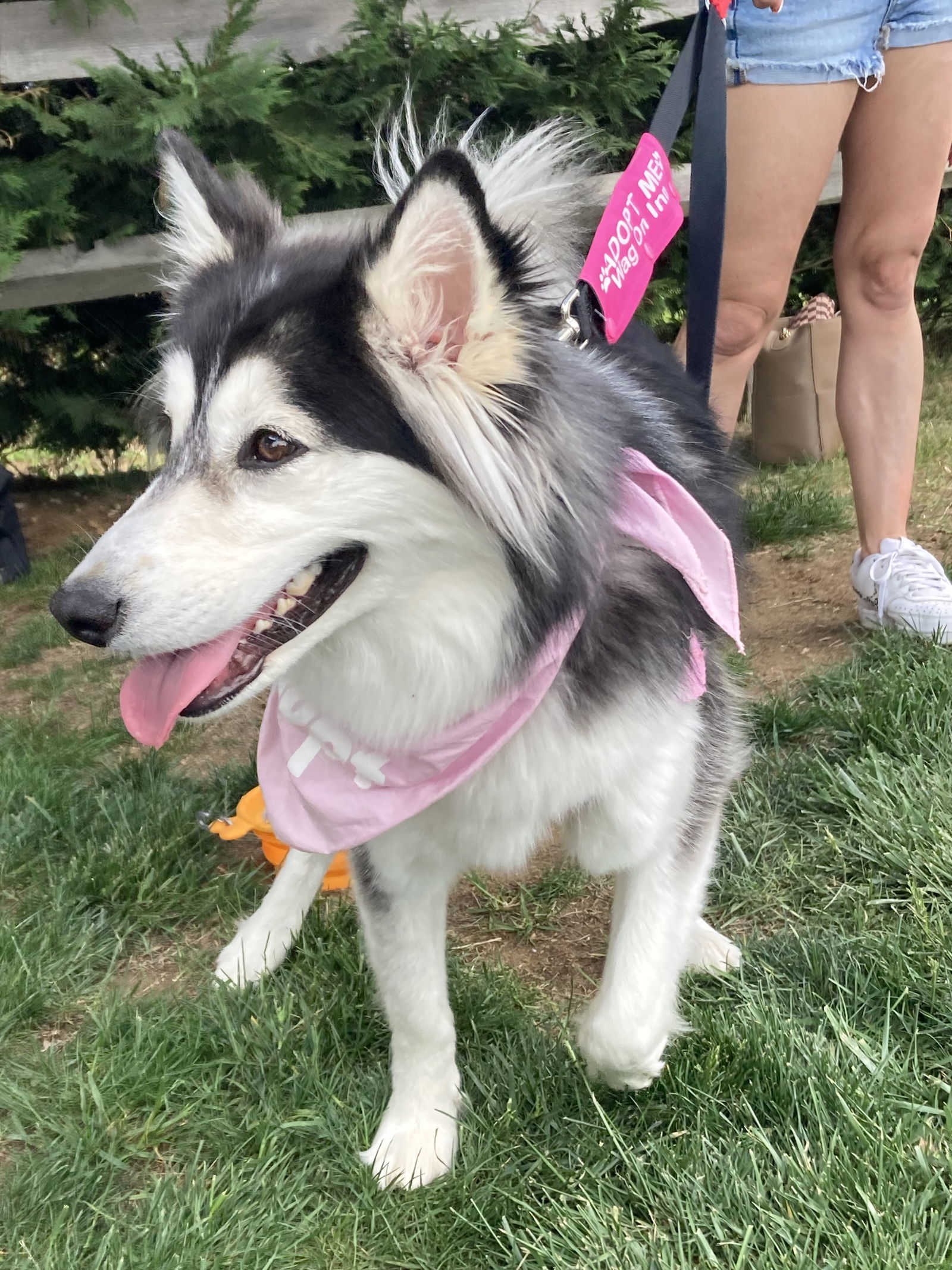 Panda - Pretty Pooch!