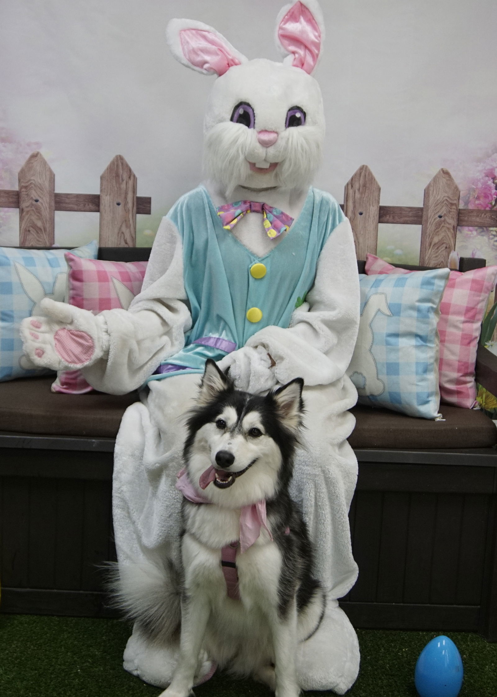 Panda - Pretty Pooch!