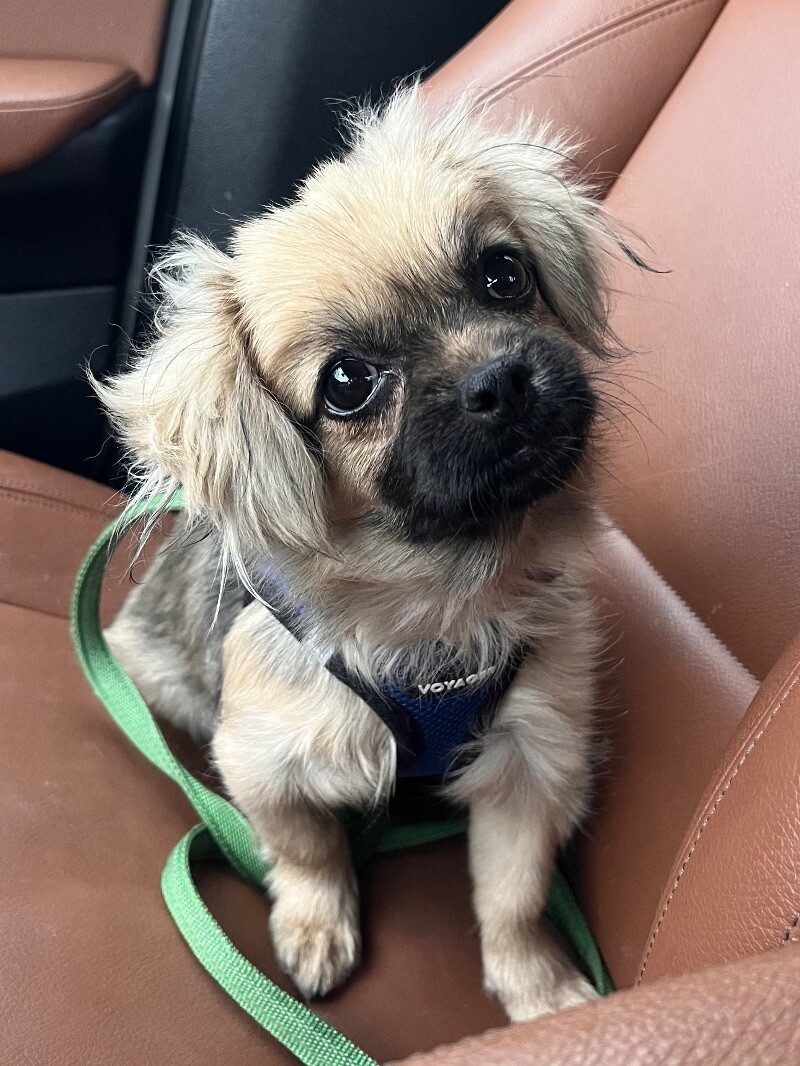 Eve, an adoptable Pekingese, Chihuahua in Berkeley Heights, NJ, 07922 | Photo Image 1