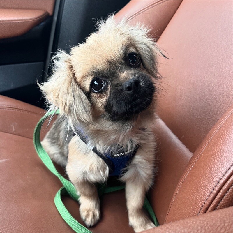 Eve, an adoptable Pekingese, Chihuahua in Berkeley Heights, NJ, 07922 | Photo Image 3