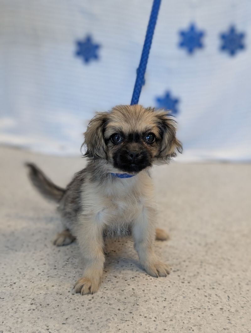 Eve, an adoptable Pekingese, Chihuahua in Berkeley Heights, NJ, 07922 | Photo Image 4