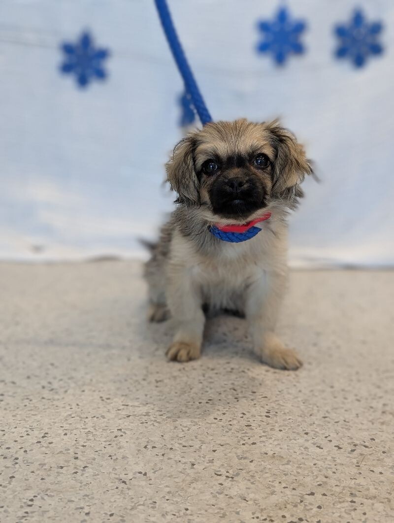 Eve, an adoptable Pekingese, Chihuahua in Berkeley Heights, NJ, 07922 | Photo Image 5