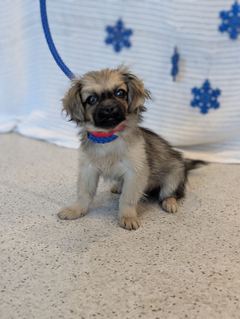 Eve, an adoptable Pekingese, Chihuahua in Berkeley Heights, NJ, 07922 | Photo Image 6