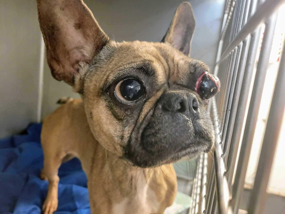 Panchita TX aka Clara