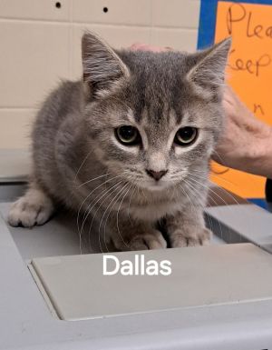 Dallas, Young Male Domestic Medium Hair