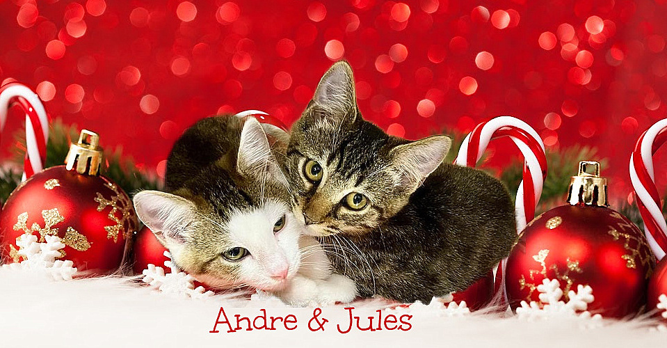 Jules *kitten*