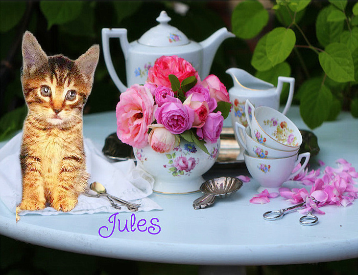 Jules *kitten*