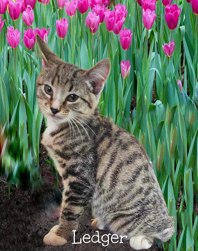 Ledger *kitten*