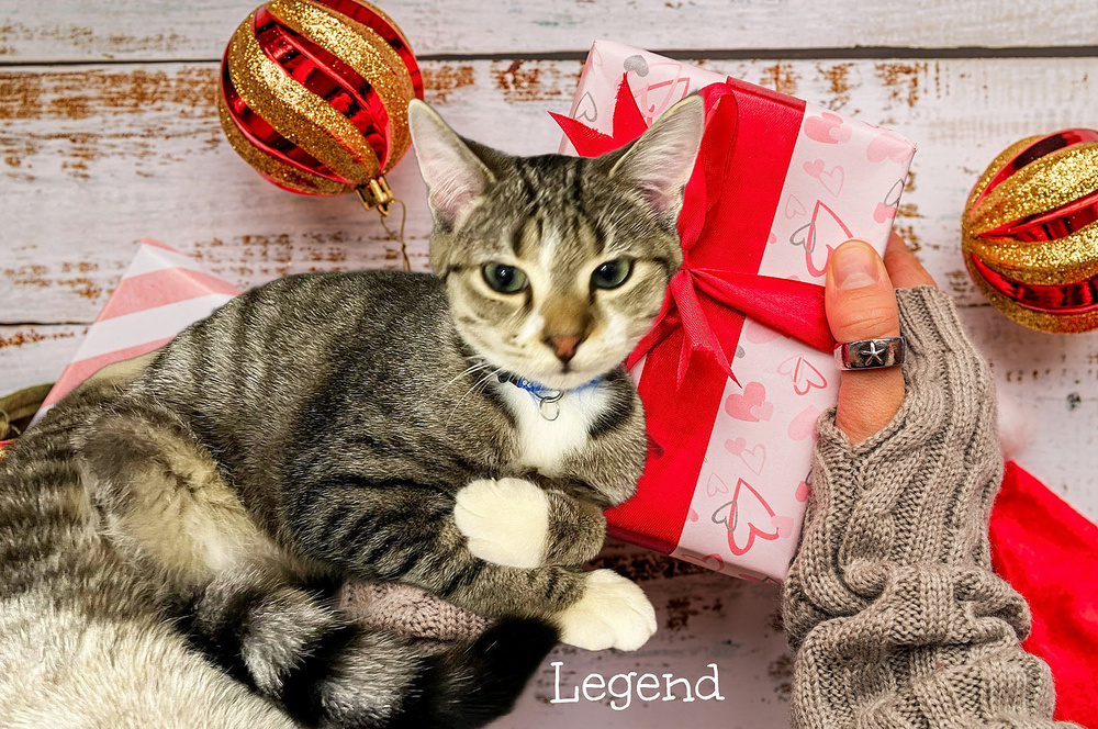 Ledger *kitten*