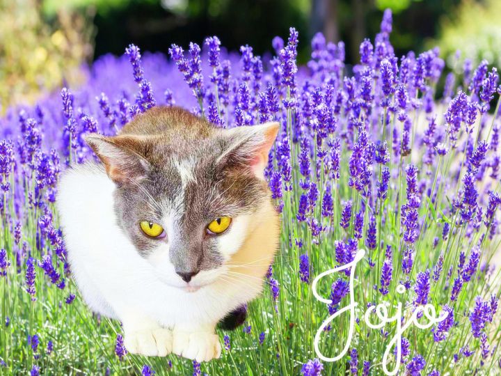 Jojo 2