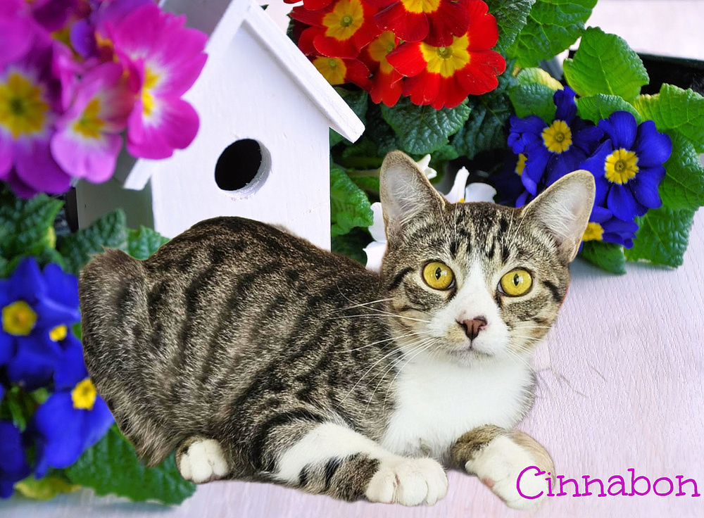 Cinnabon *older kitten*