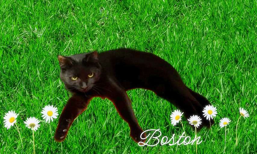 "Boston" Cream