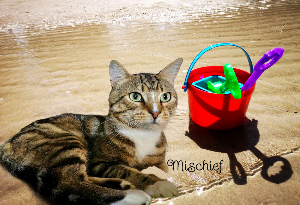 Mischief