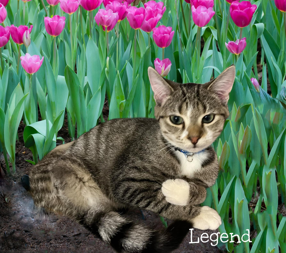 Legend *kitten*
