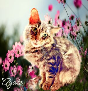 Agate, Adult Male Tabby