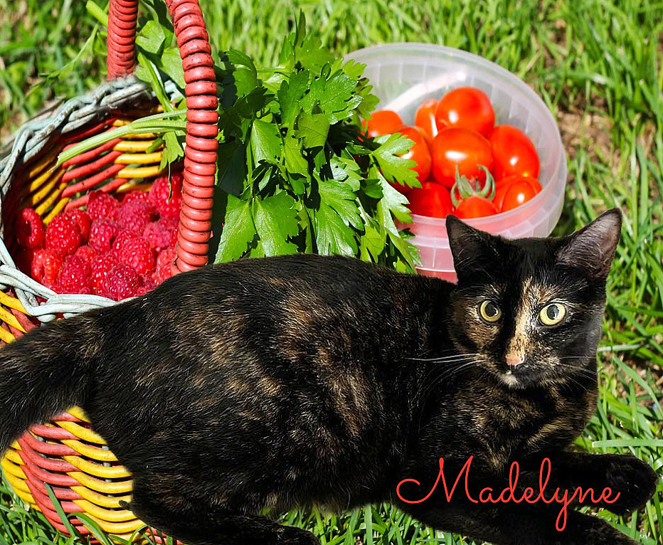 Madelyne
