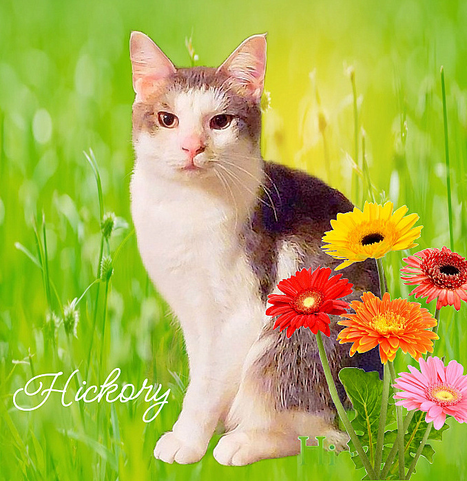 Hickory