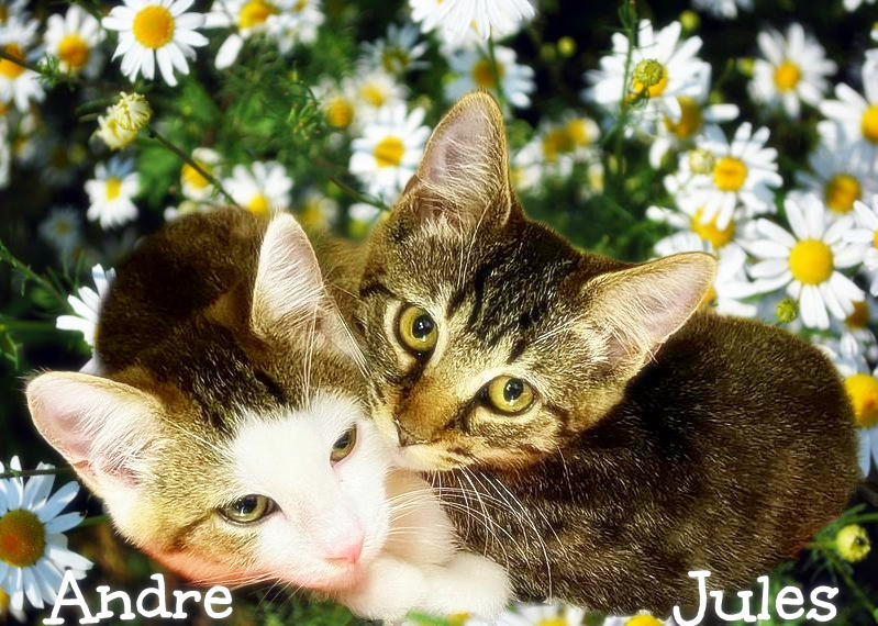 Andre *kitten*