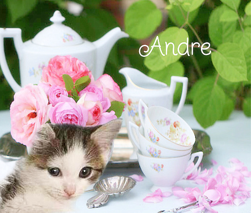 Andre *kitten*