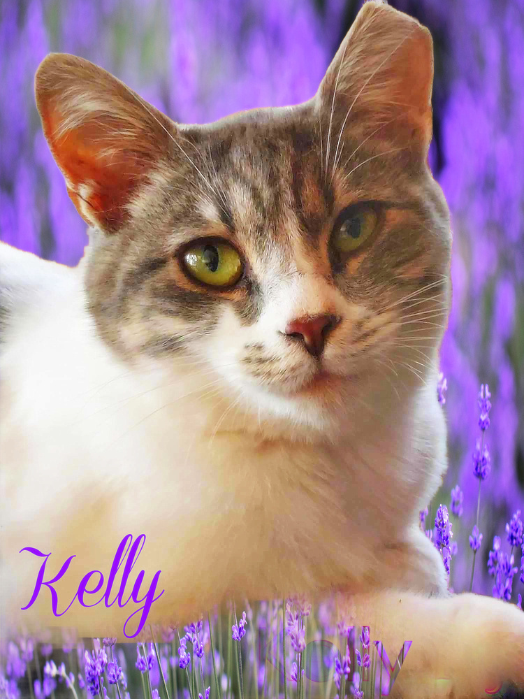 Kelly