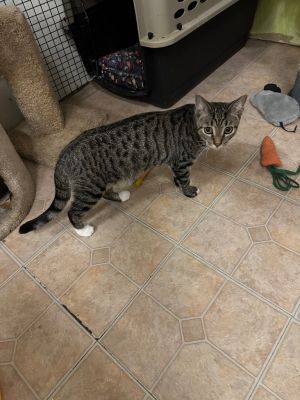 Hughie, Young Male Domestic Short Hair