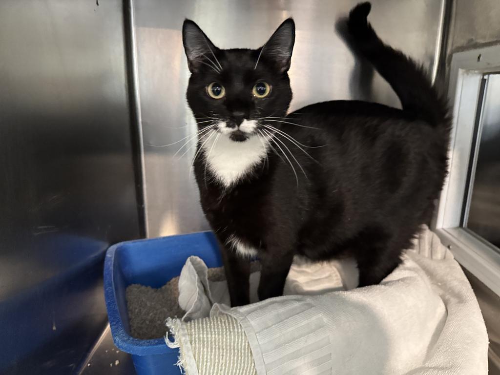 Fluffy (Inyo K13), an adoptable Domestic Short Hair in Pahrump, NV, 89048 | Photo Image 1