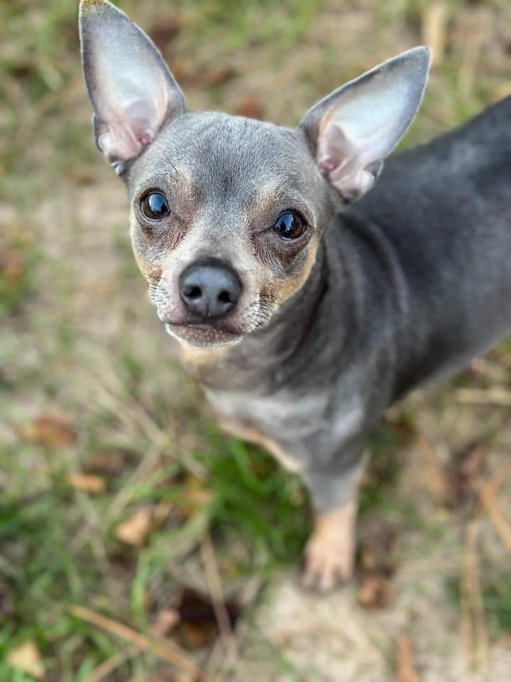 Milo, an adoptable Chihuahua in Wausau, WI, 54401 | Photo Image 1