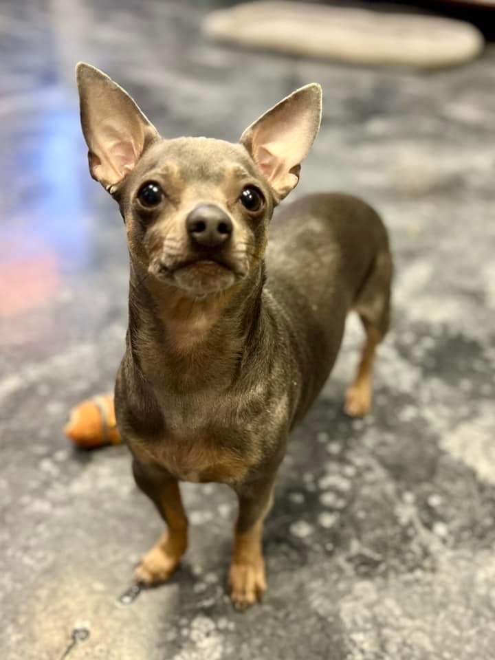 Milo, an adoptable Chihuahua in Wausau, WI, 54401 | Photo Image 2