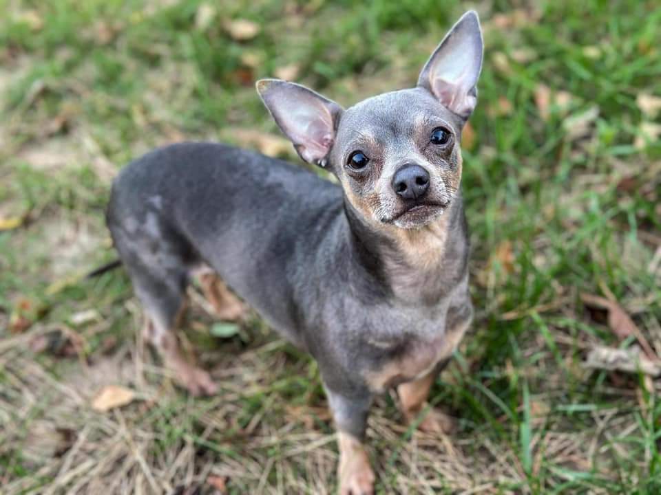 Milo, an adoptable Chihuahua in Wausau, WI, 54401 | Photo Image 3