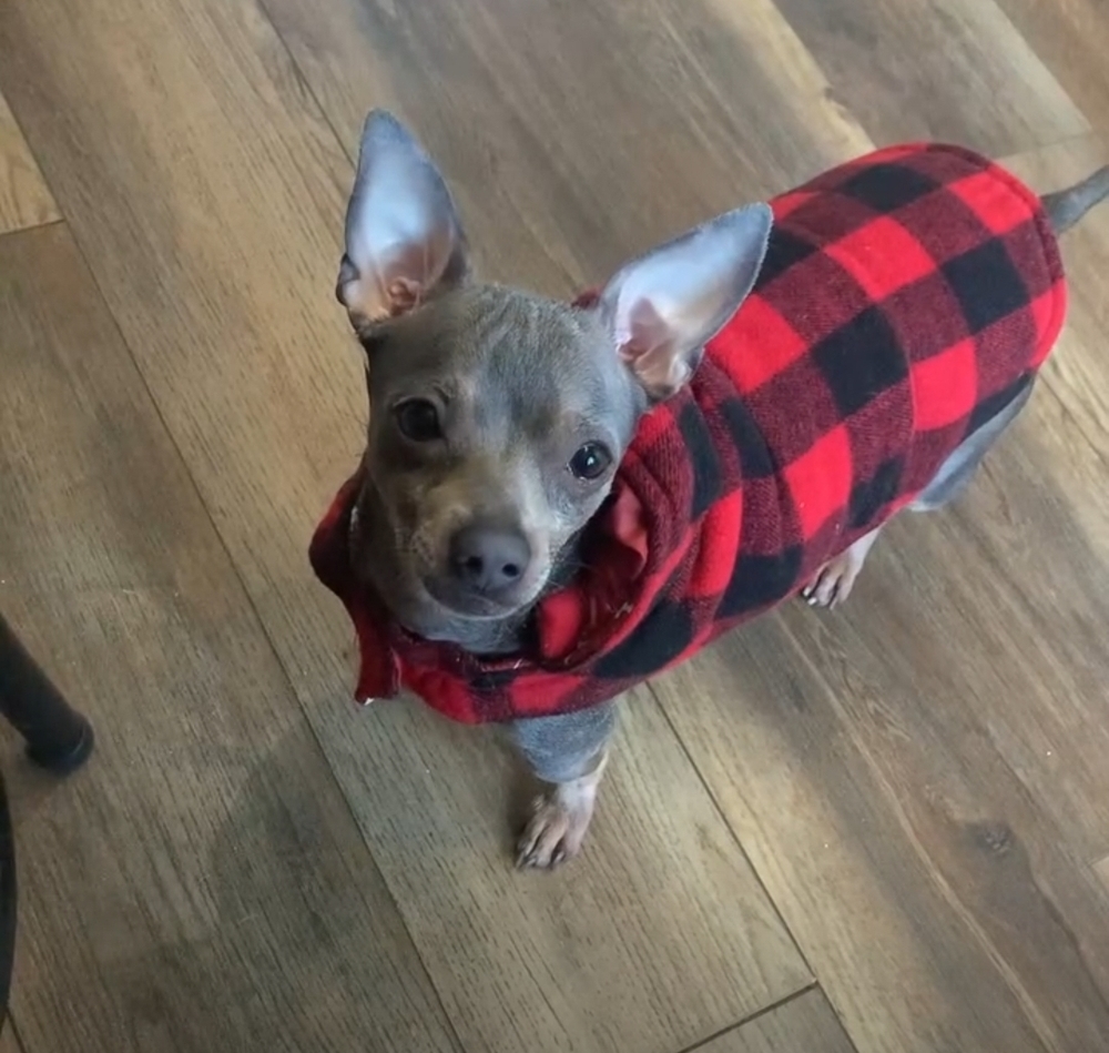 Milo, an adoptable Chihuahua in Wausau, WI, 54401 | Photo Image 4