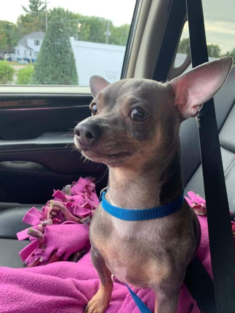 Milo, an adoptable Chihuahua in Wausau, WI, 54401 | Photo Image 5