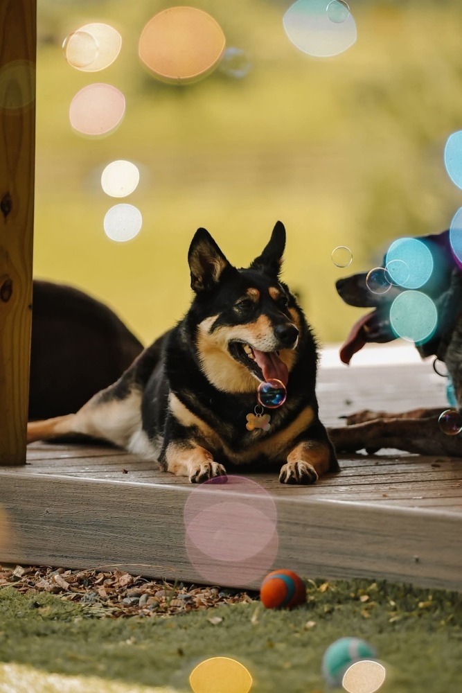 Perry, an adoptable Shepherd in Wausau, WI, 54401 | Photo Image 1