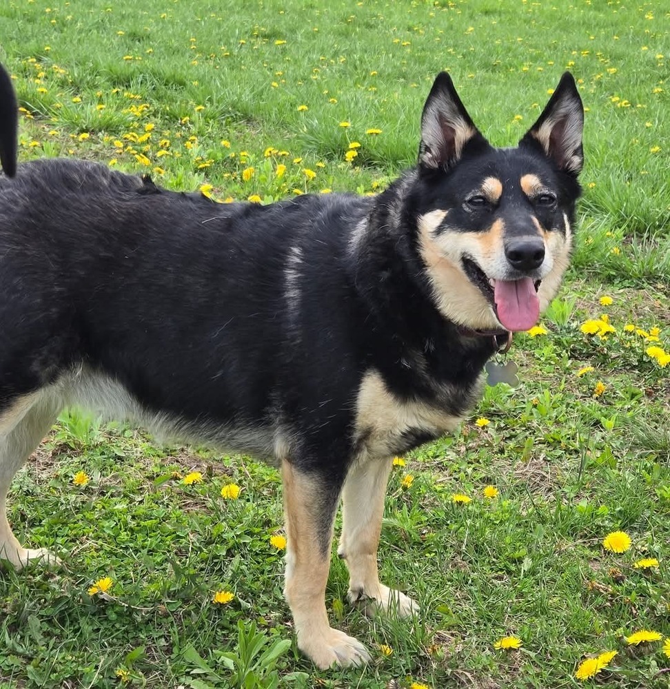 Perry, an adoptable Shepherd in Wausau, WI, 54401 | Photo Image 2