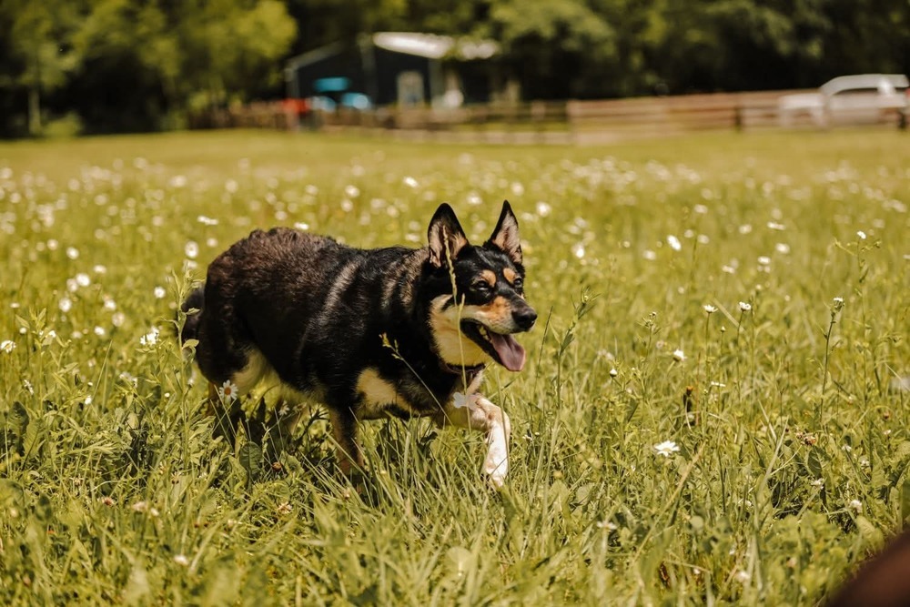 Perry, an adoptable Shepherd in Wausau, WI, 54401 | Photo Image 2