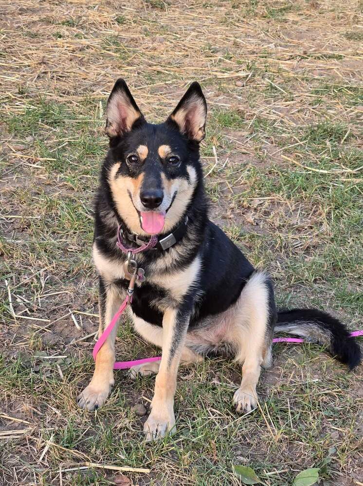Perry, an adoptable Shepherd in Wausau, WI, 54401 | Photo Image 3