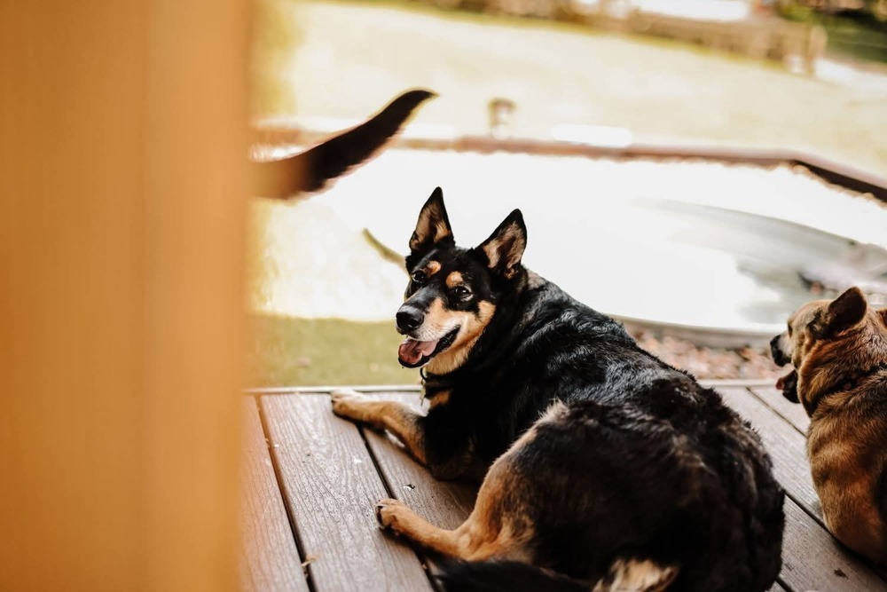 Perry, an adoptable Shepherd in Wausau, WI, 54401 | Photo Image 3