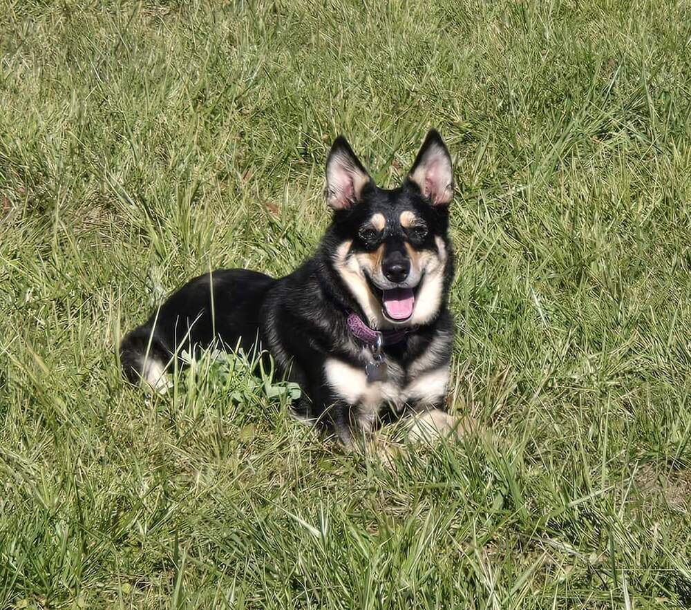 Perry, an adoptable Shepherd in Wausau, WI, 54401 | Photo Image 4