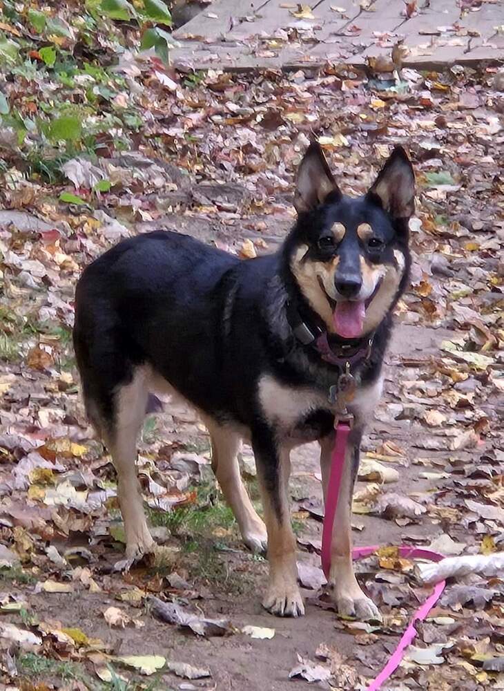Perry, an adoptable Shepherd in Wausau, WI, 54401 | Photo Image 5