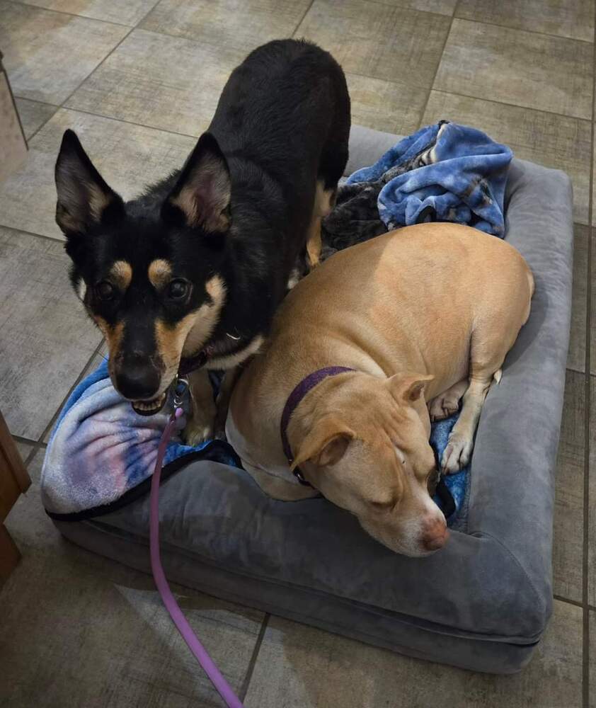 Perry, an adoptable Shepherd in Wausau, WI, 54401 | Photo Image 6