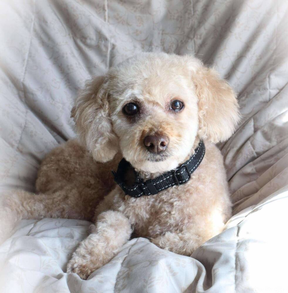 Rosa, an adoptable Poodle in Wausau, WI, 54401 | Photo Image 1