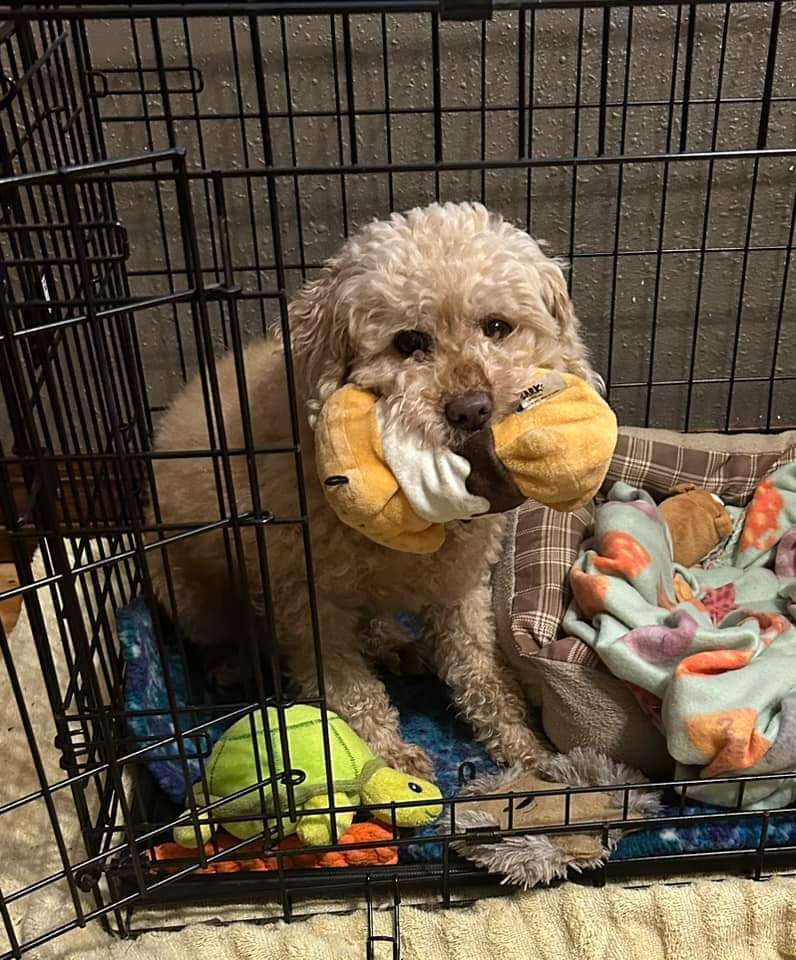 Rosa, an adoptable Poodle in Wausau, WI, 54401 | Photo Image 2