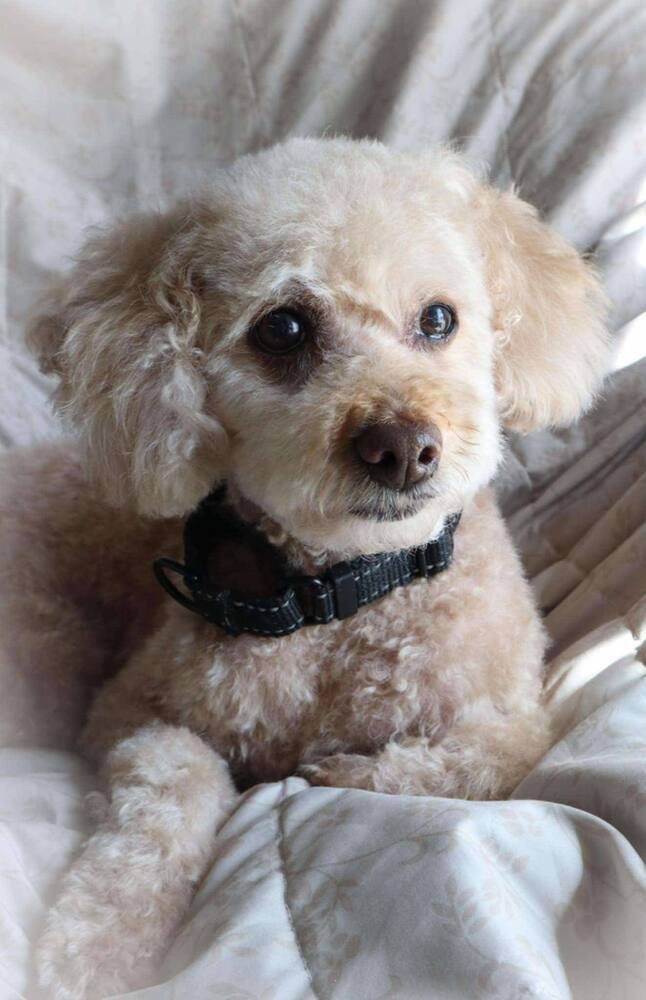 Rosa, an adoptable Poodle in Wausau, WI, 54401 | Photo Image 3