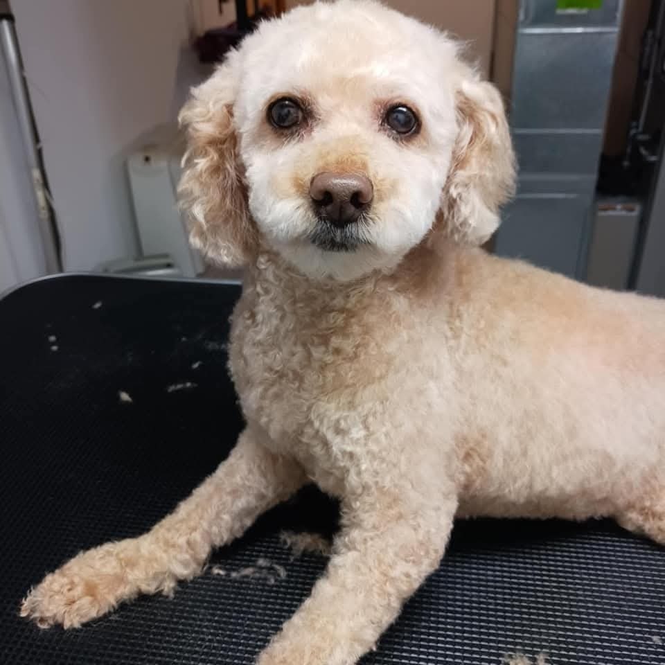 Rosa, an adoptable Poodle in Wausau, WI, 54401 | Photo Image 4