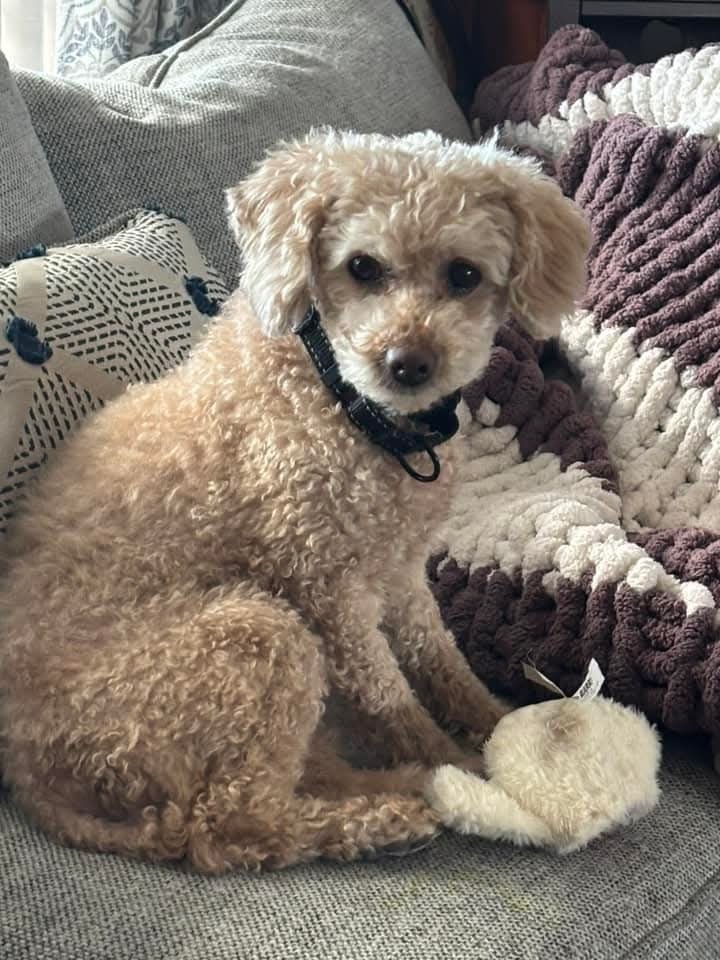 Rosa, an adoptable Poodle in Wausau, WI, 54401 | Photo Image 5